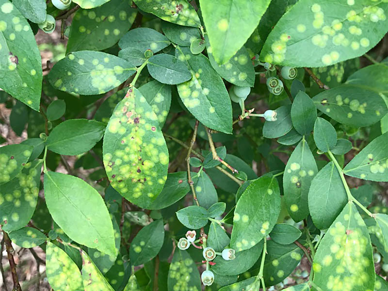 Plant Diseases & Pests - Suffolk Extension Master Gardeners