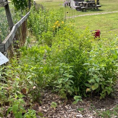 View of garden at Westminster Reformed Presbyterian Church