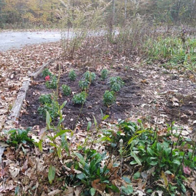 Garden at Great Dismal Swamp NWR