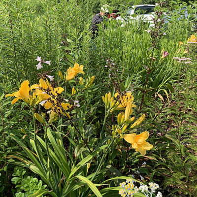 Lilies at Lone Star Lakes Garden