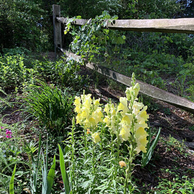 Flowers at Lone Star Lakes Garden